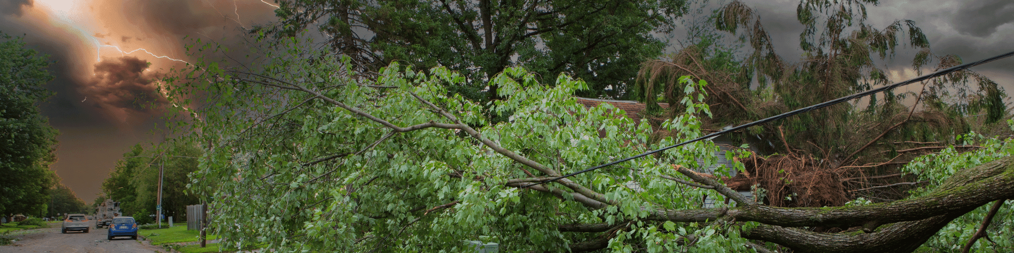 fallen tree with bad weather